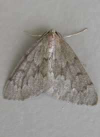 Pearl Nepytia